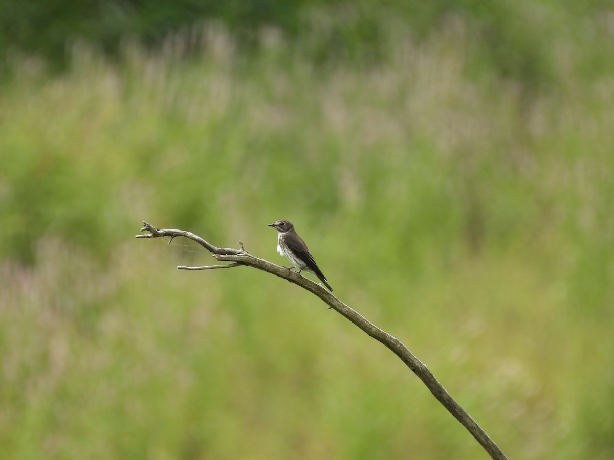 Gray-streaked Flycatcher - ML643035073
