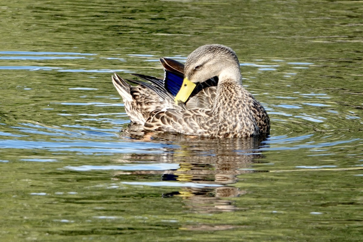 Mottled Duck (Florida) - ML643035107
