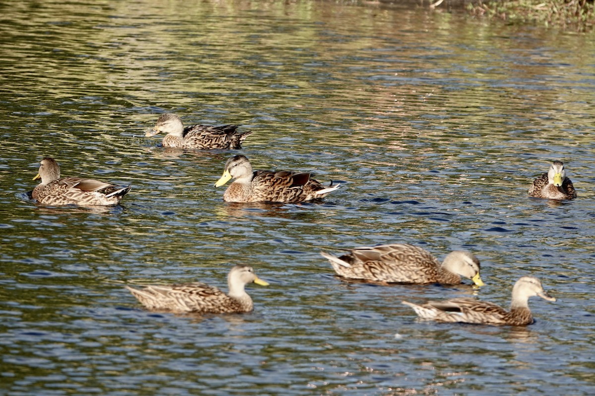Mottled Duck (Florida) - ML643035108