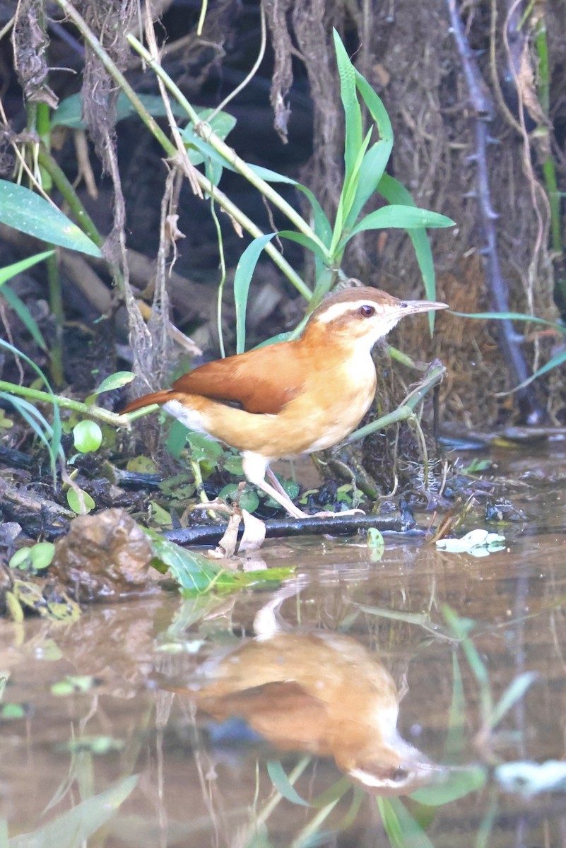 Pale-legged Hornero - ML643035115