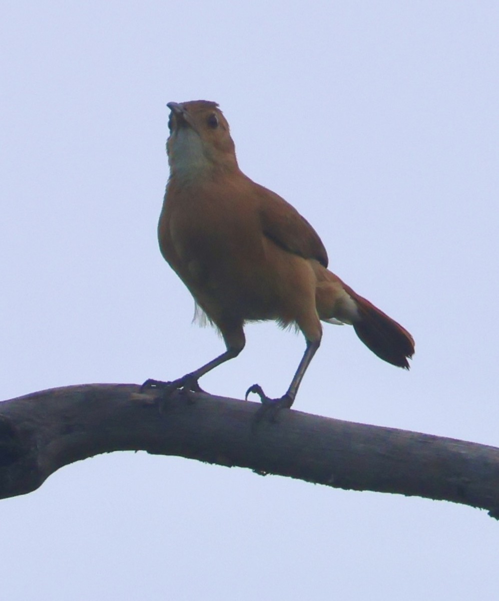 Rufous Hornero - ML643035119