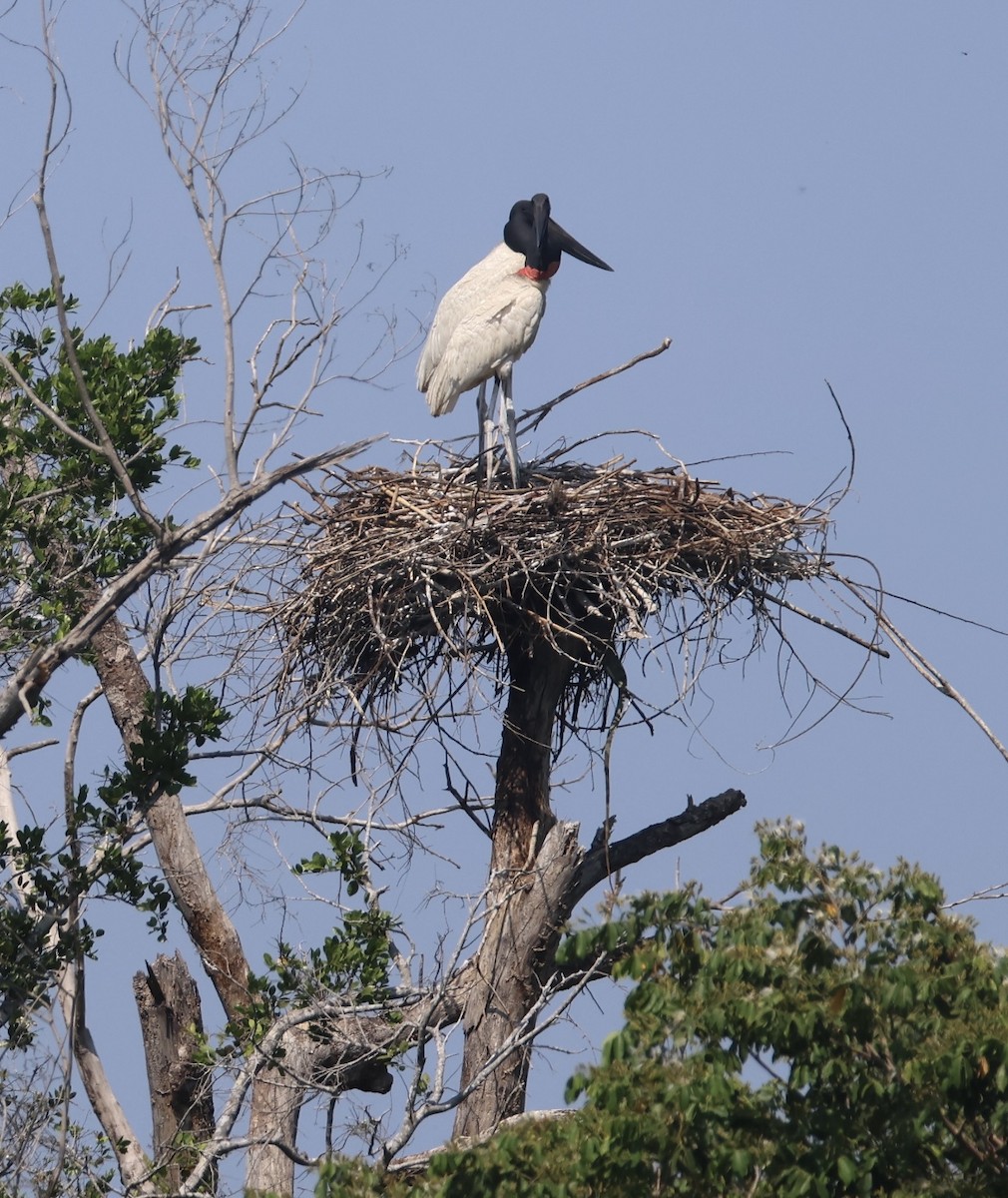 jabirustork - ML643035124