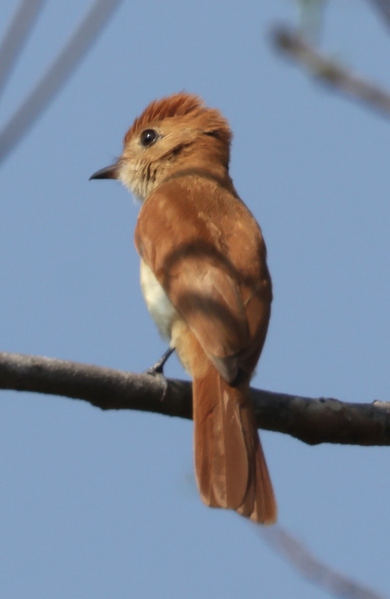 Rufous Casiornis - ML643035131