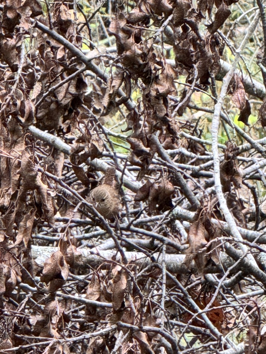 střízlík kanadský - ML643035142