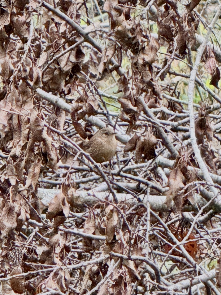 střízlík kanadský - ML643035143