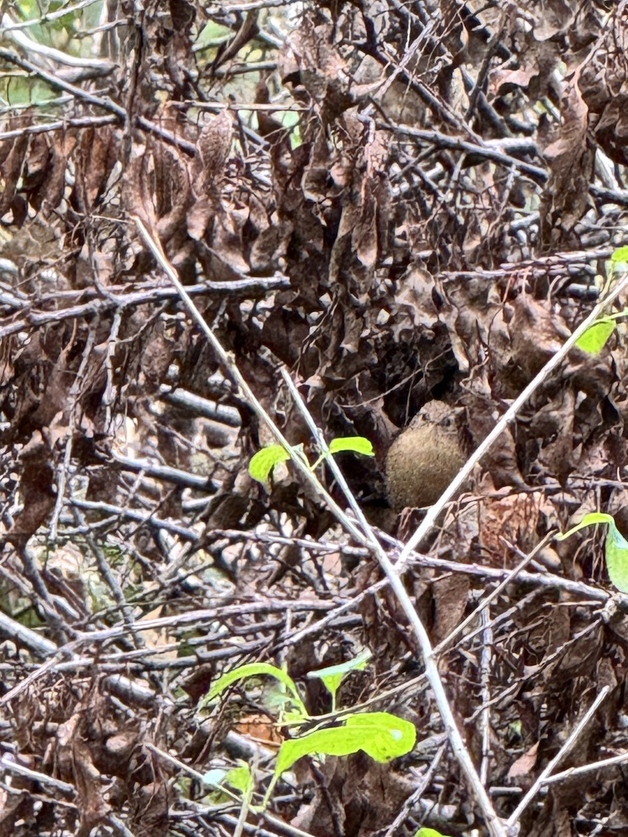 střízlík kanadský - ML643035144