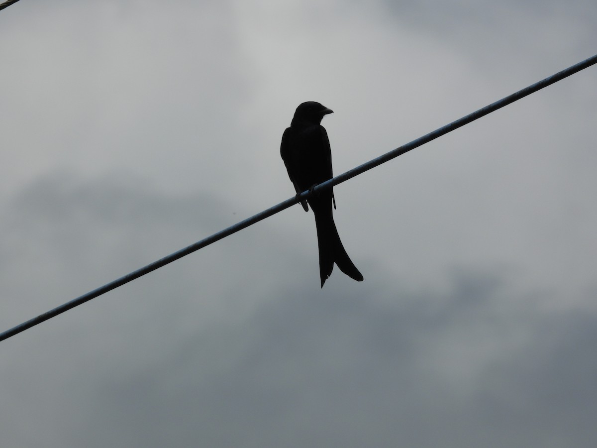 Black Drongo - ML643035148