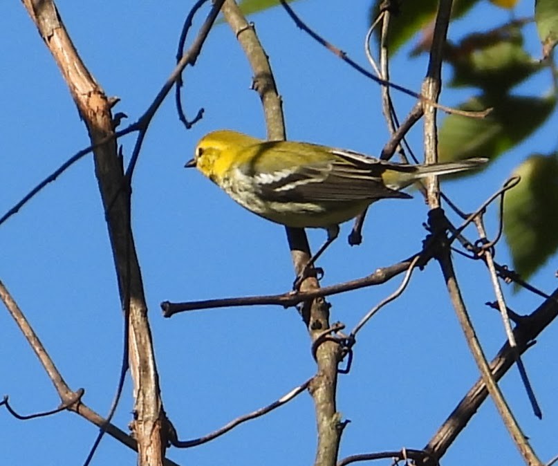 Black-throated Green Warbler - ML643035149