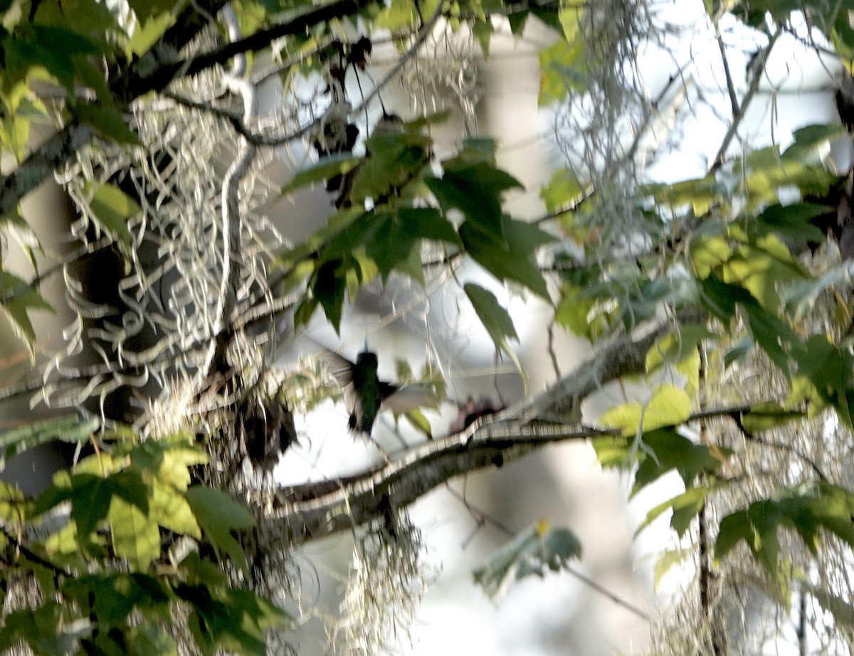 Ruby-throated Hummingbird - ML643035152