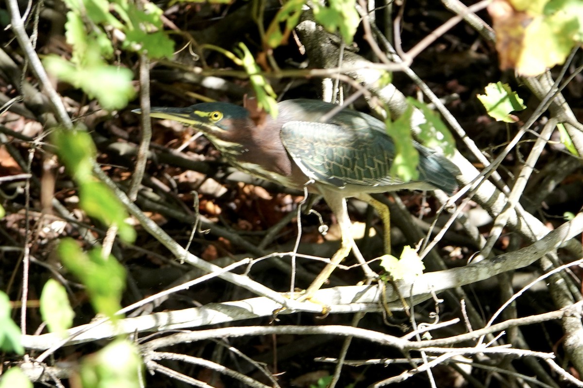 Green Heron - ML643035160