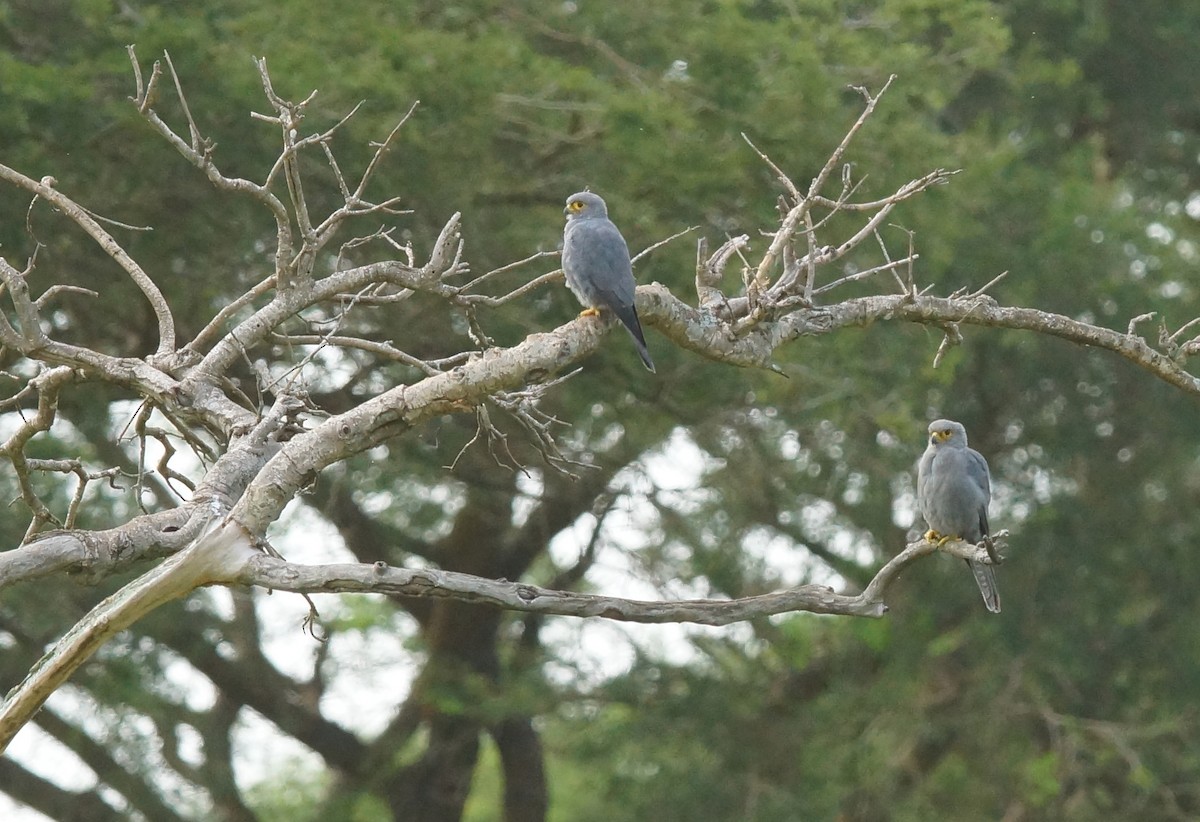 Gray Kestrel - ML643035163