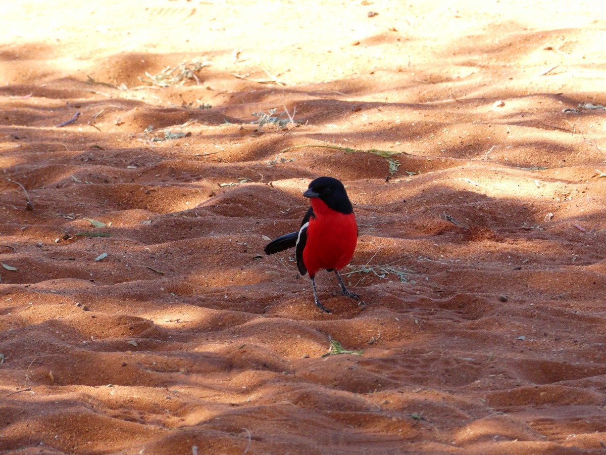 Crimson-breasted Gonolek - ML643035164
