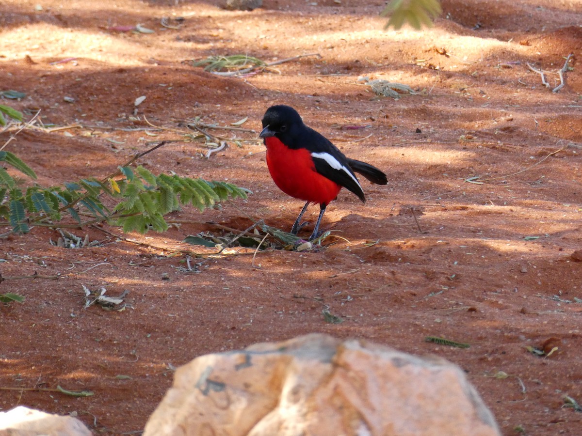Crimson-breasted Gonolek - ML643035165