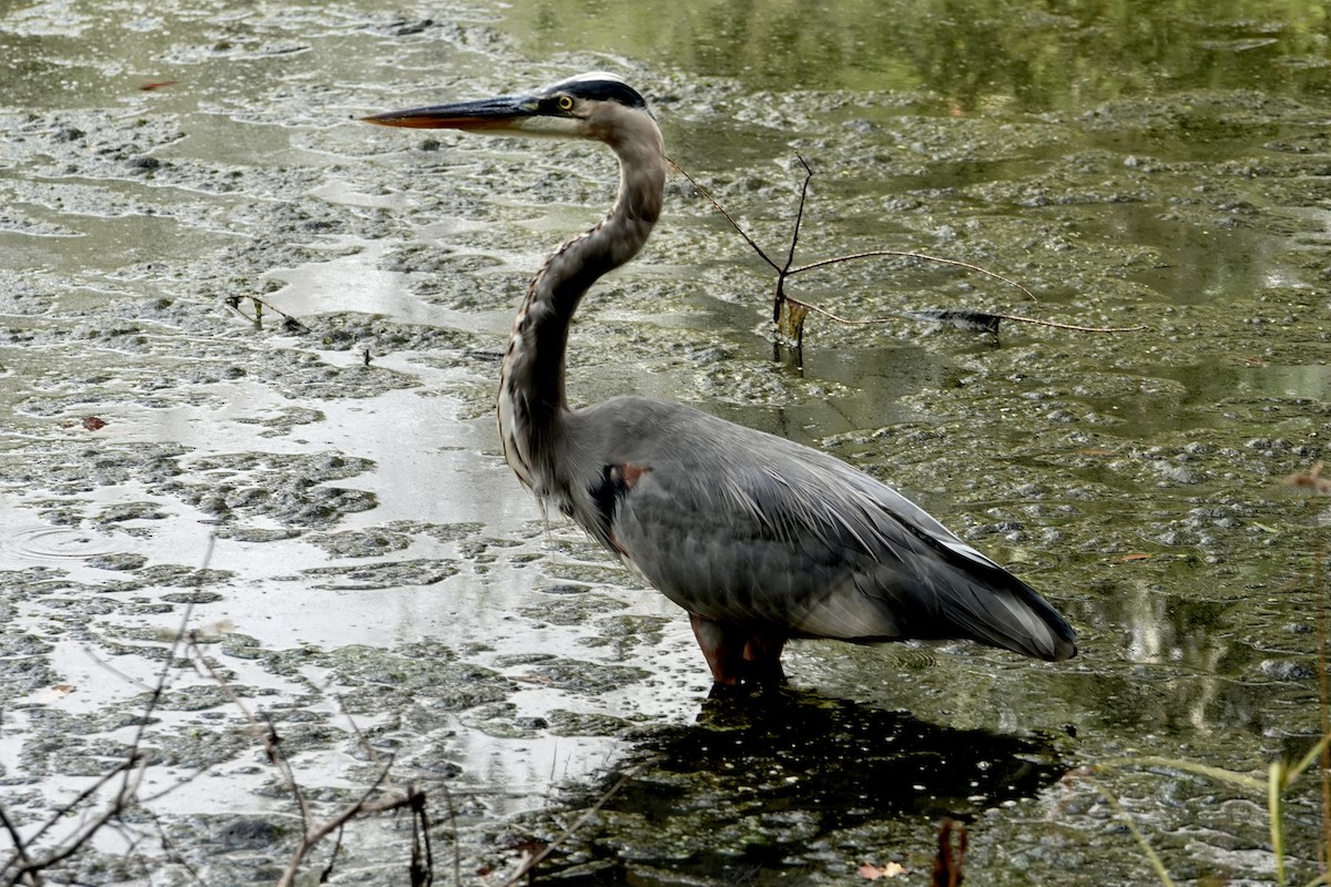 Great Blue Heron - ML643035171