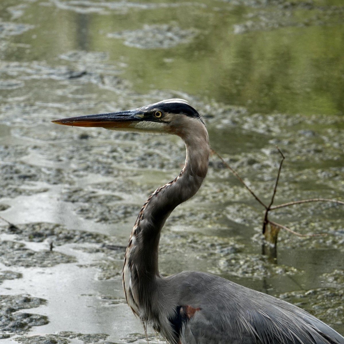Great Blue Heron - ML643035172