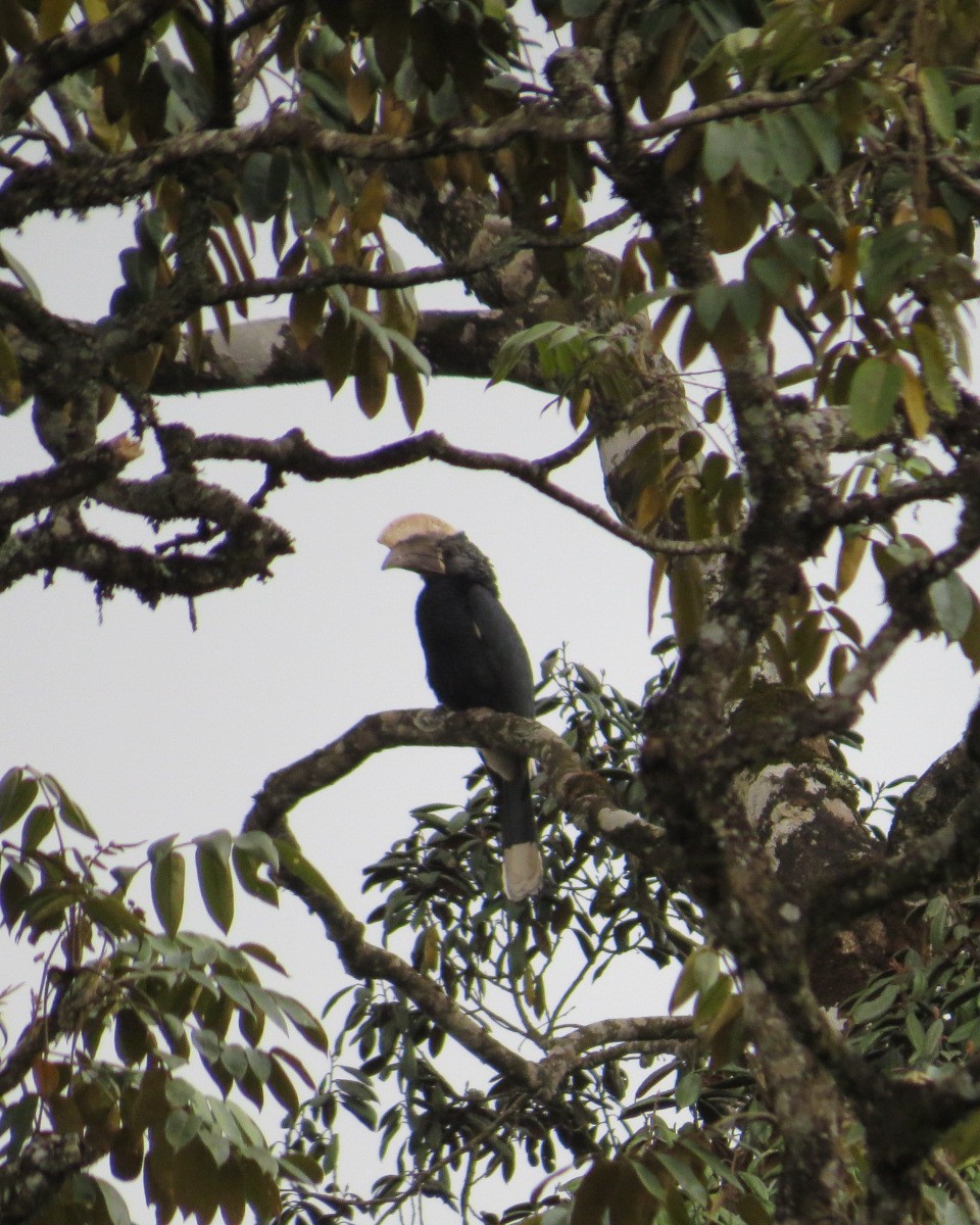 Silberwangen-Hornvogel - ML643035189