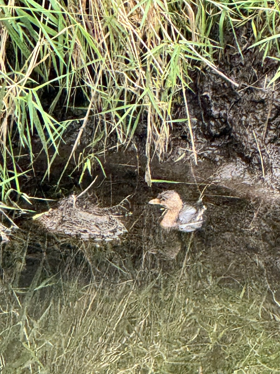 potápka americká - ML643035194