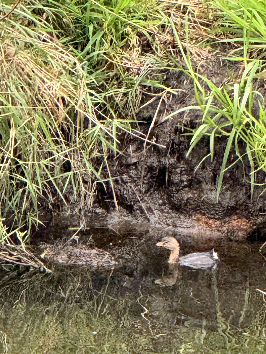 potápka americká - ML643035195