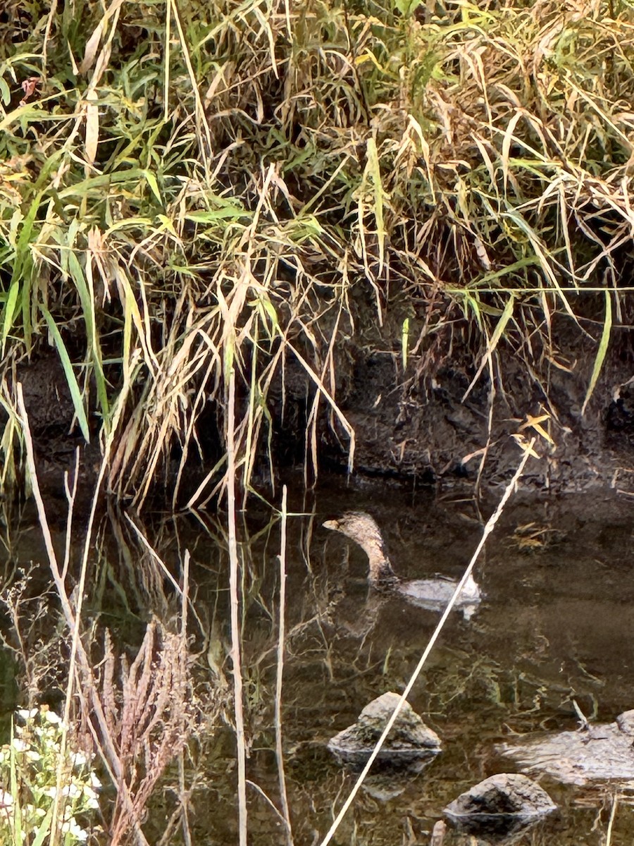 potápka americká - ML643035197