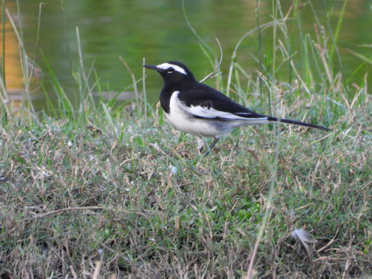 White-browed Wagtail - ML643035210