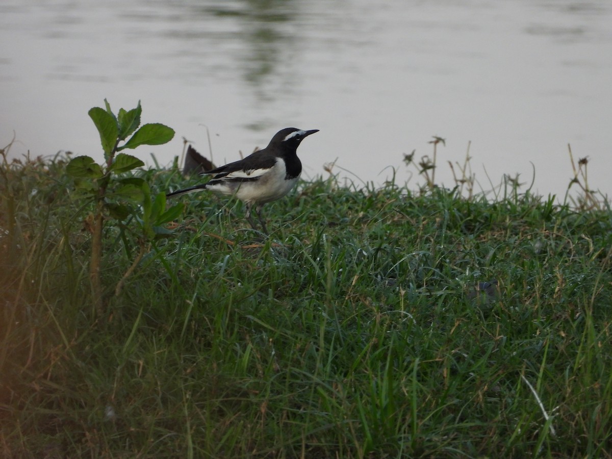 White-browed Wagtail - ML643035212