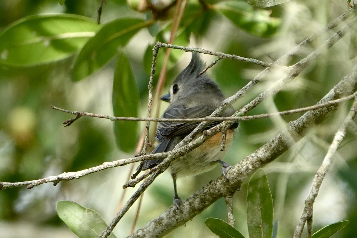 Tufted Titmouse - ML643035213