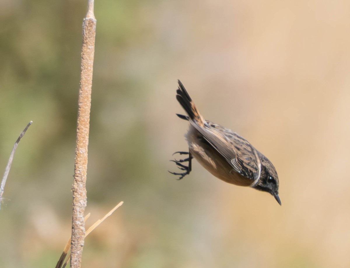 European Stonechat - ML643035239