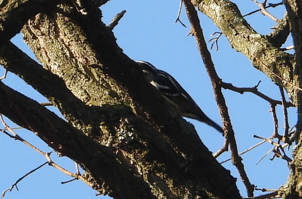 Black-and-white Warbler - ML643035246