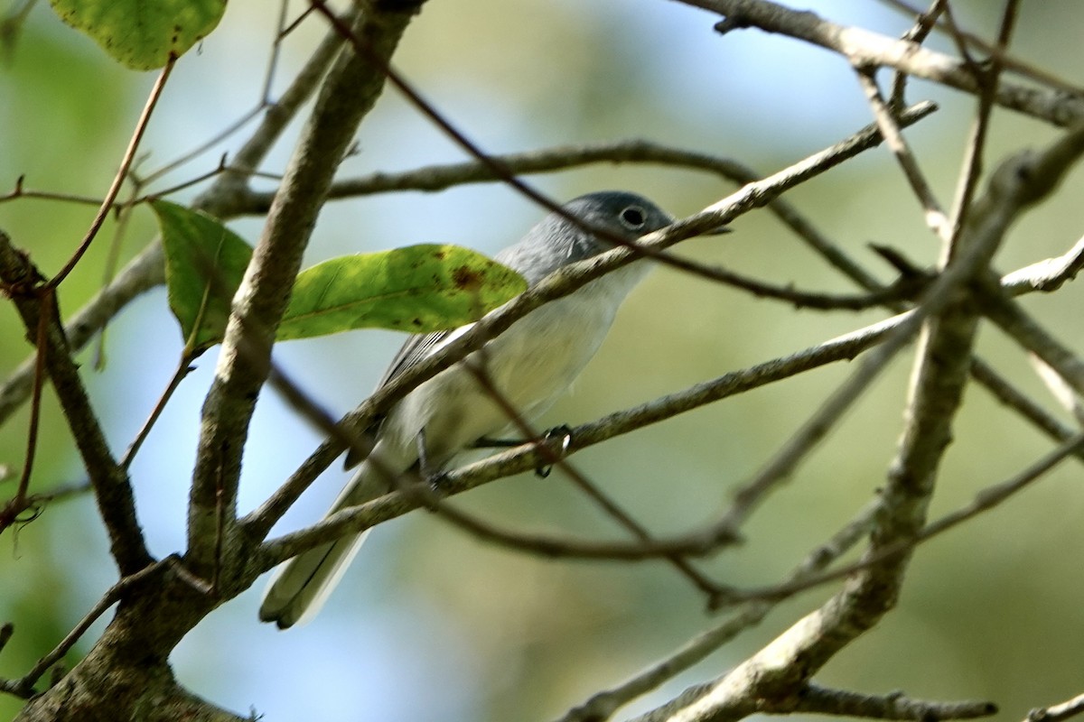 Blue-gray Gnatcatcher - ML643035248