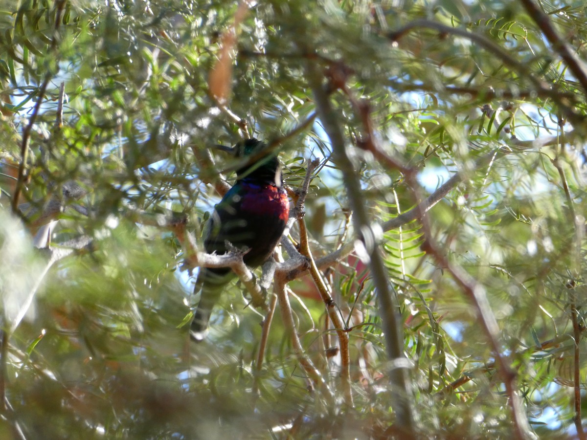 Scarlet-chested Sunbird - ML643035252
