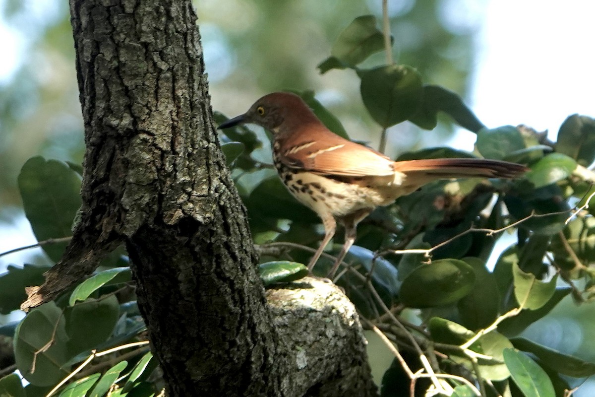Brown Thrasher - ML643035255