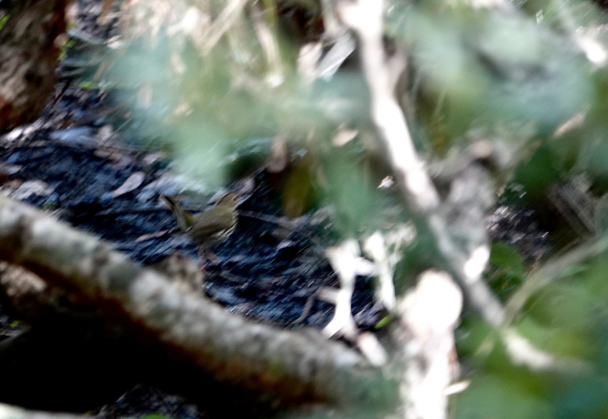 Ovenbird - ML643035271