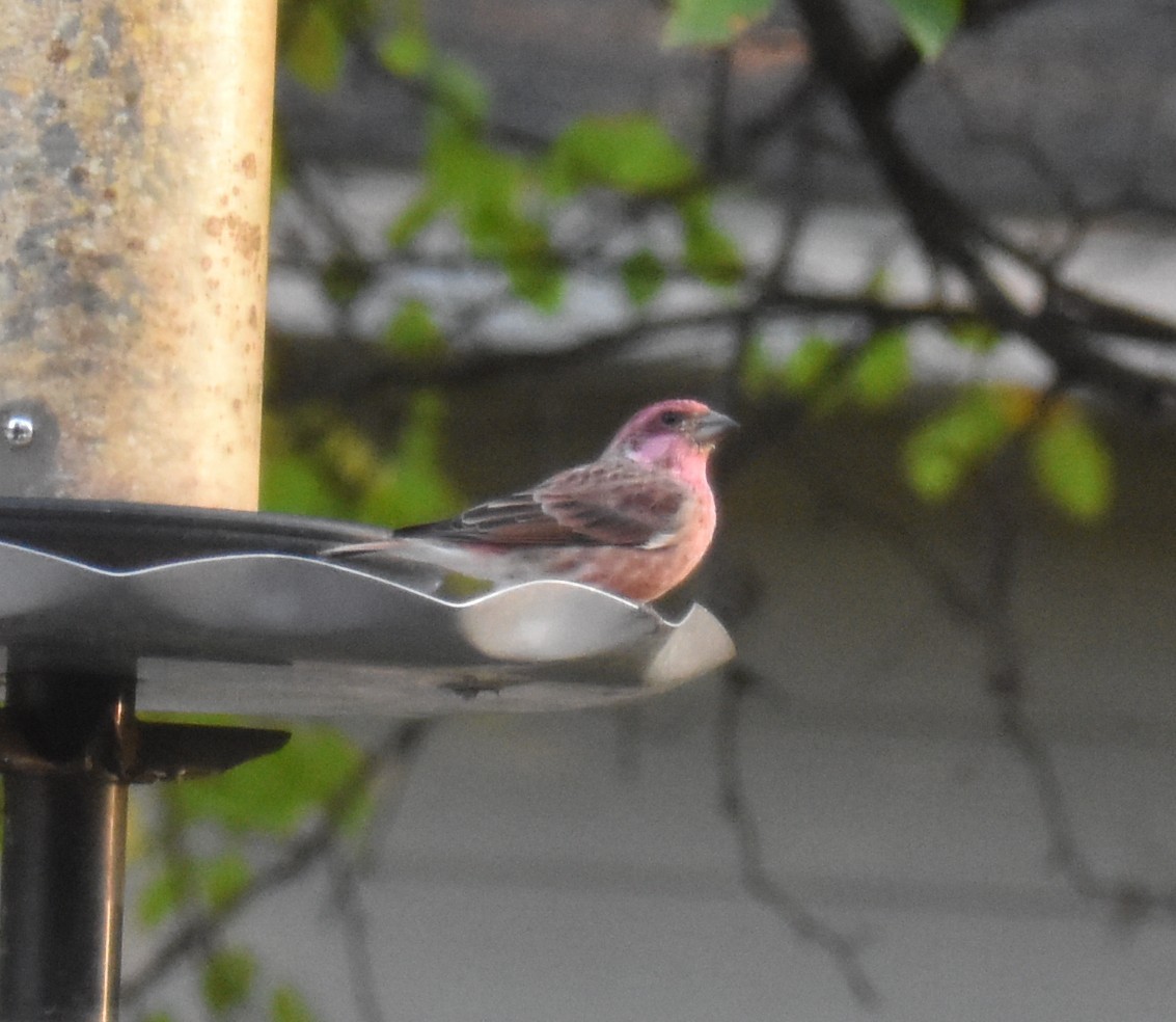 Purple Finch - ML643035275