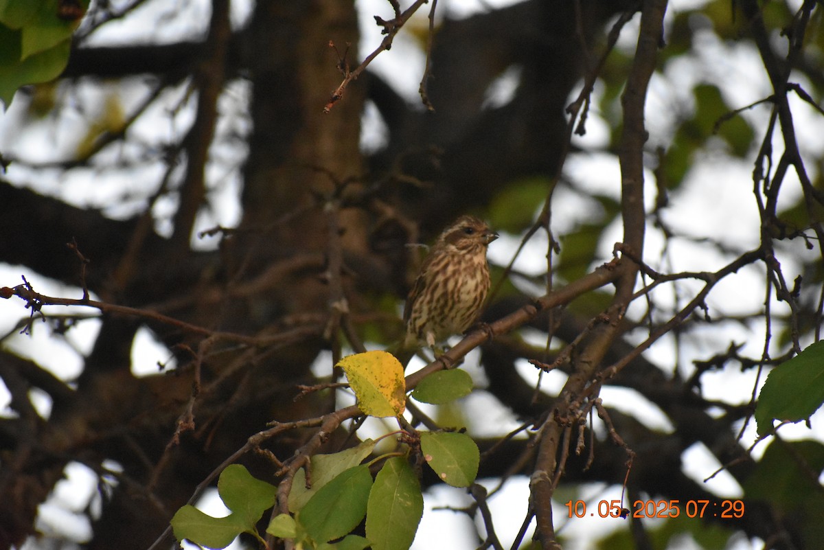 Purple Finch - ML643035277