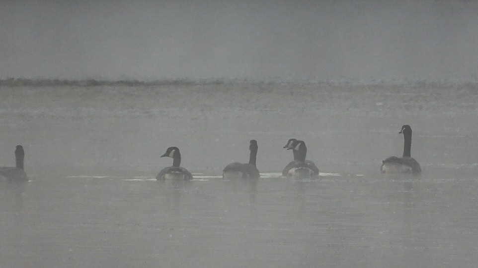 Казарка канадська - ML643035279