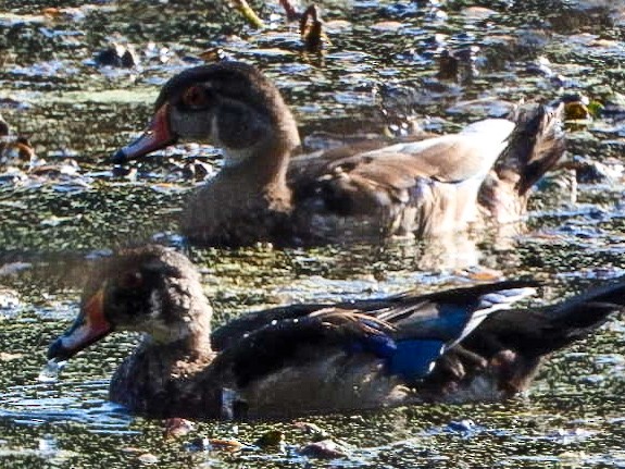 Каролінка - ML643035282