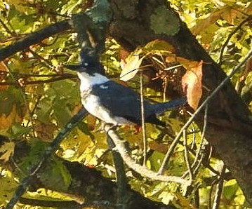 Рибалочка-чубань північний - ML643035289