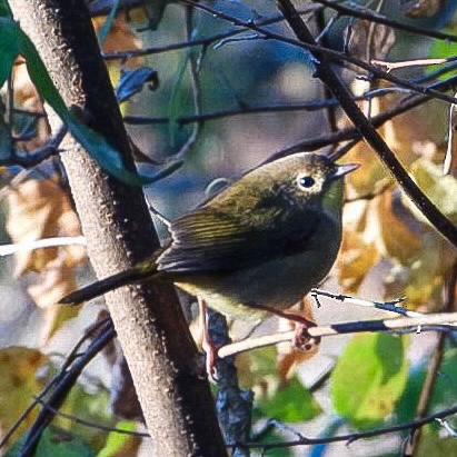 Золотомушка рубіновочуба - ML643035307