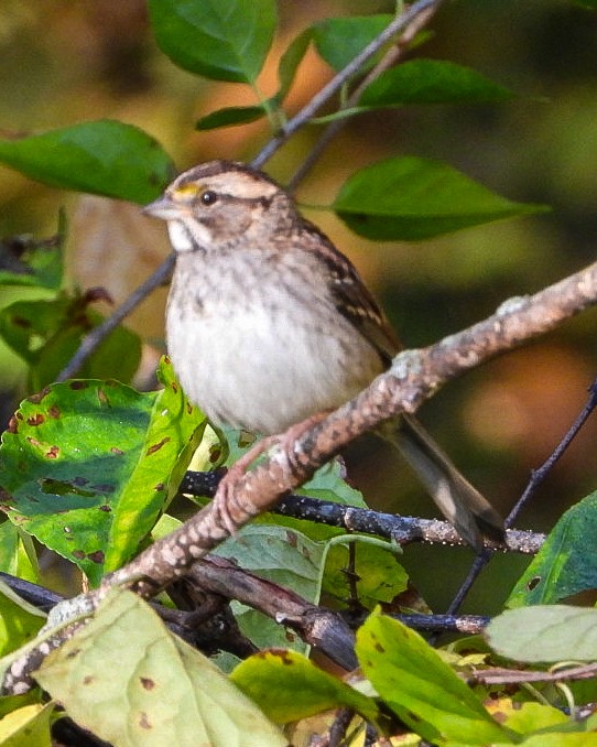 Бруант білогорлий - ML643035323
