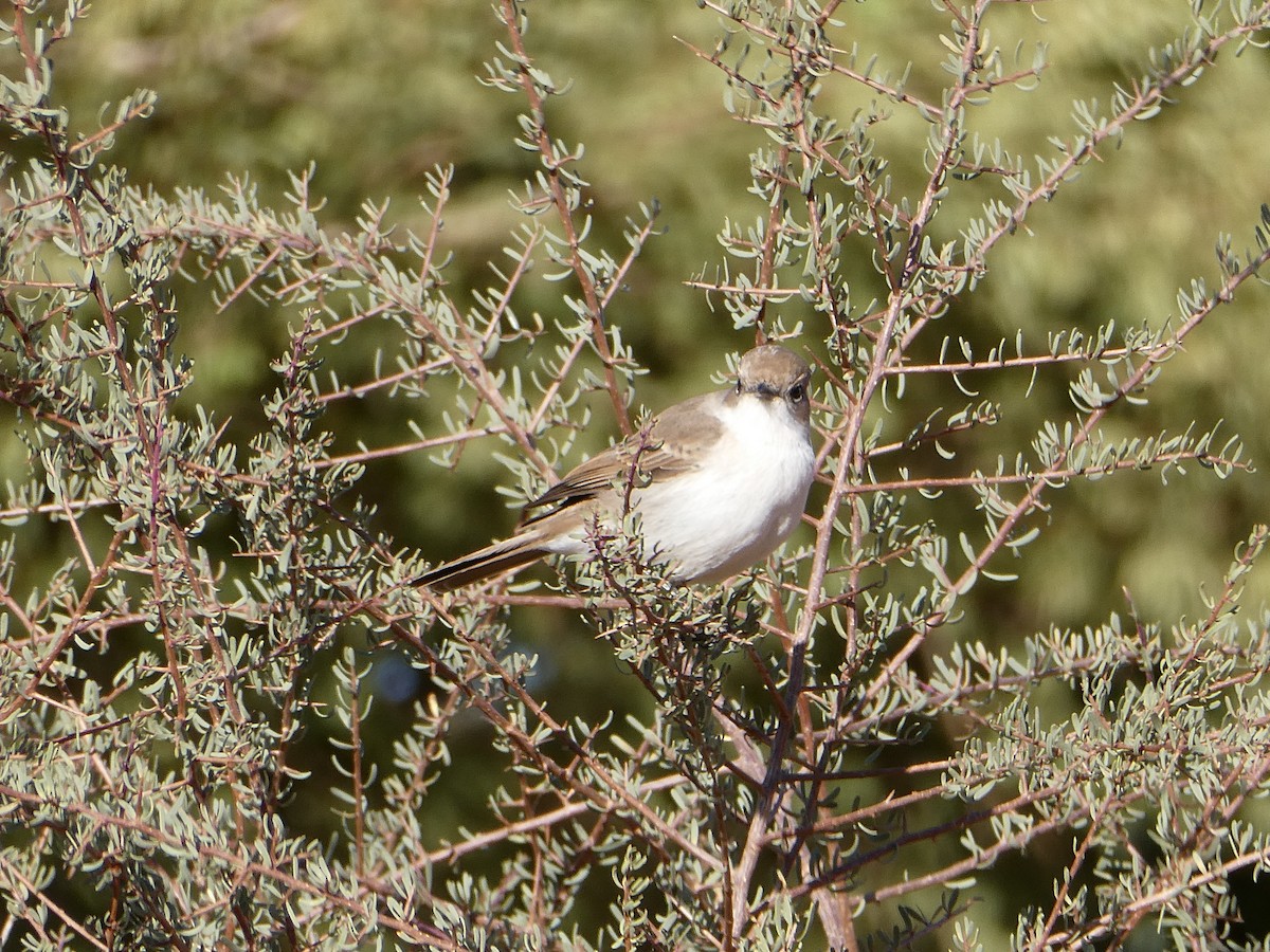 Marico Flycatcher - ML643035325