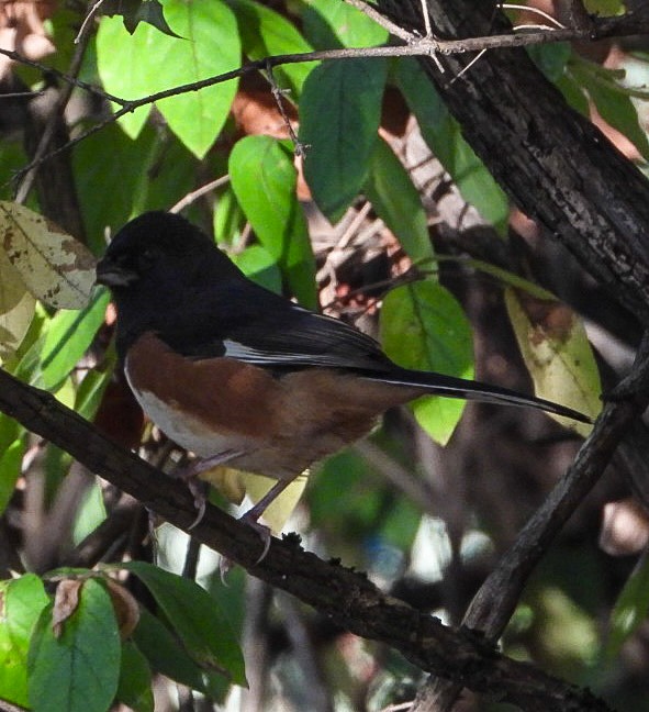 Тауї східний - ML643035331