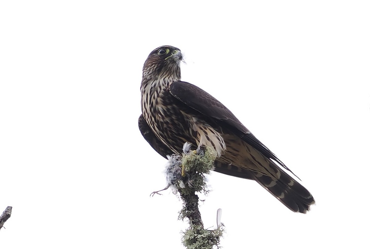 Merlin - ML643035356