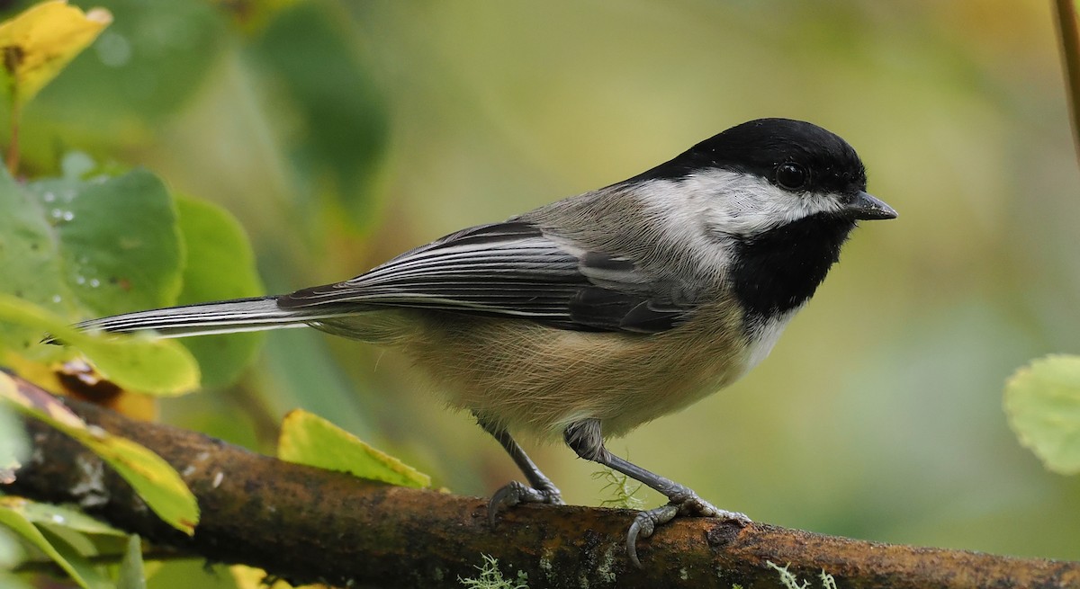 Black-capped Chickadee - ML643035357