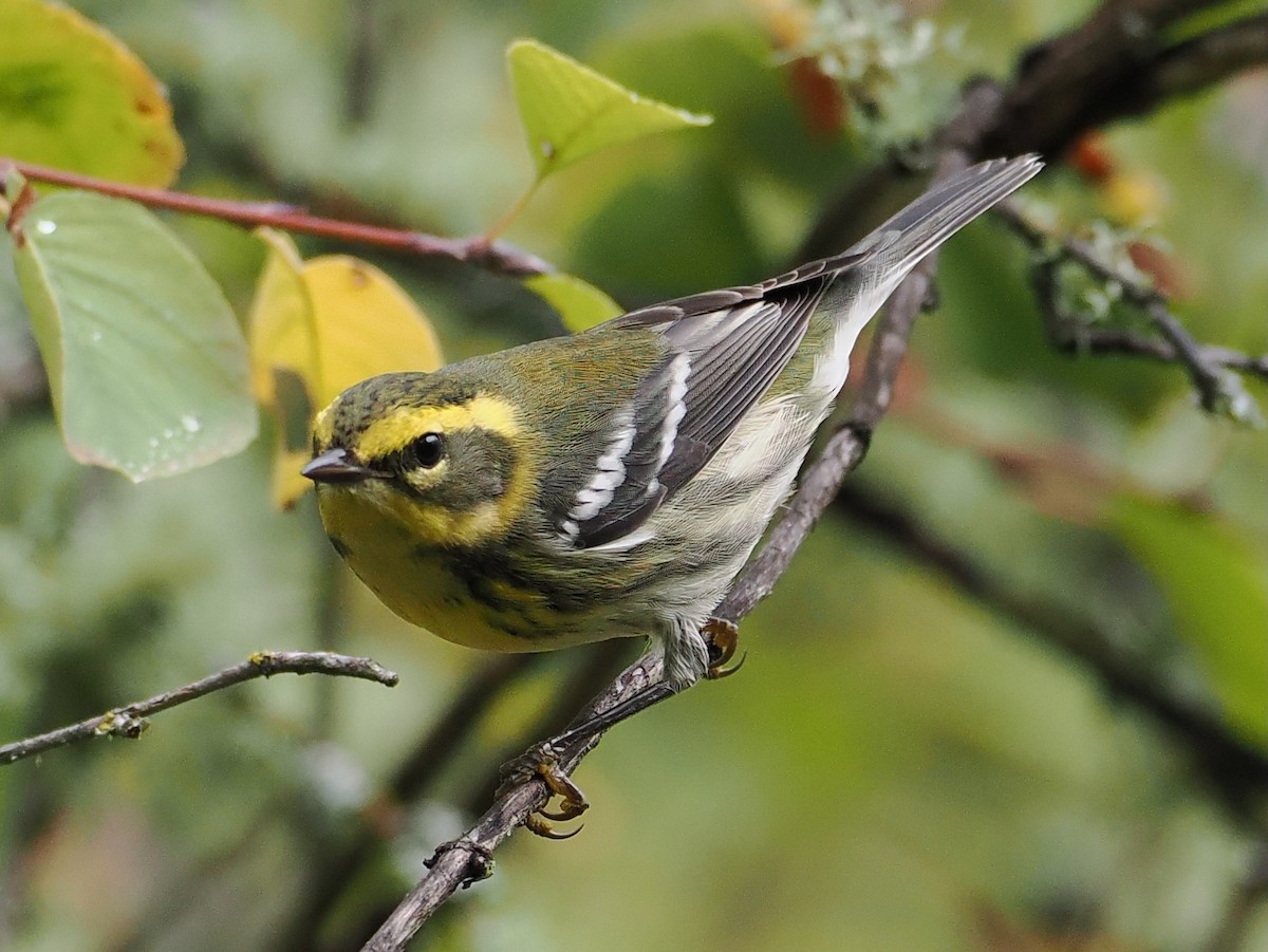 Townsend's Warbler - ML643035369