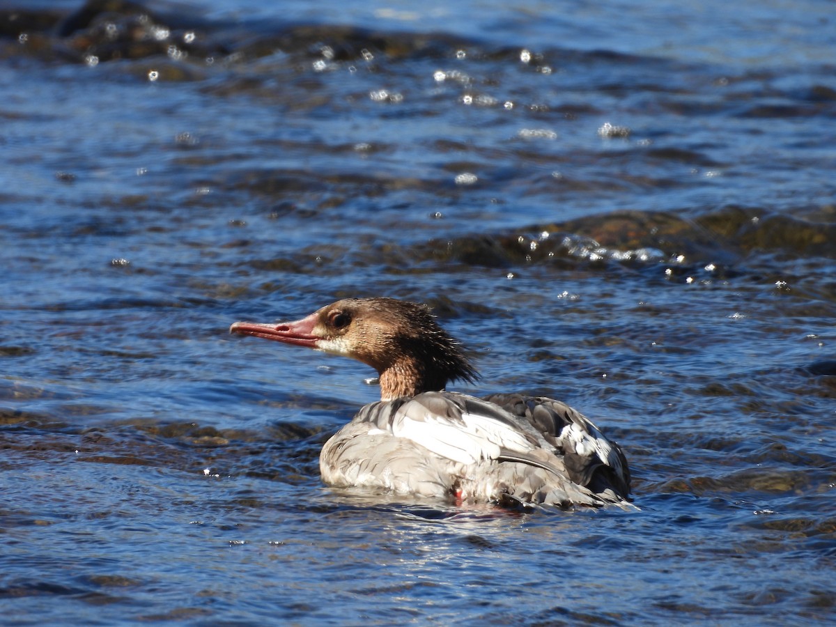 Common Merganser - ML643035383