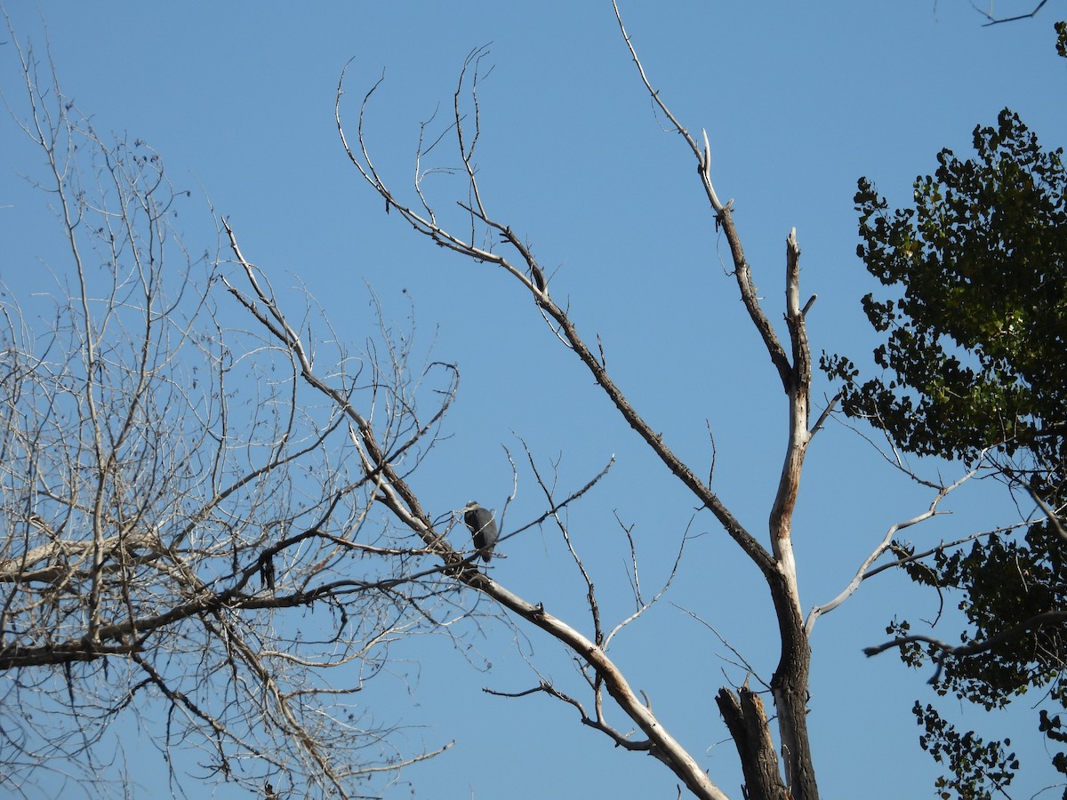 Great Blue Heron - ML643035405