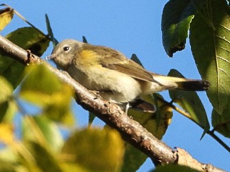 Пісняр горихвістковий - ML643035406