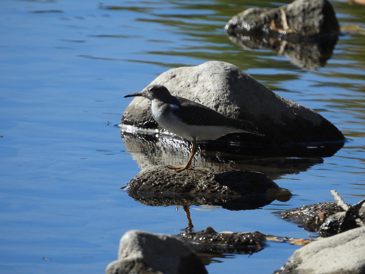 Spotted Sandpiper - ML643035424