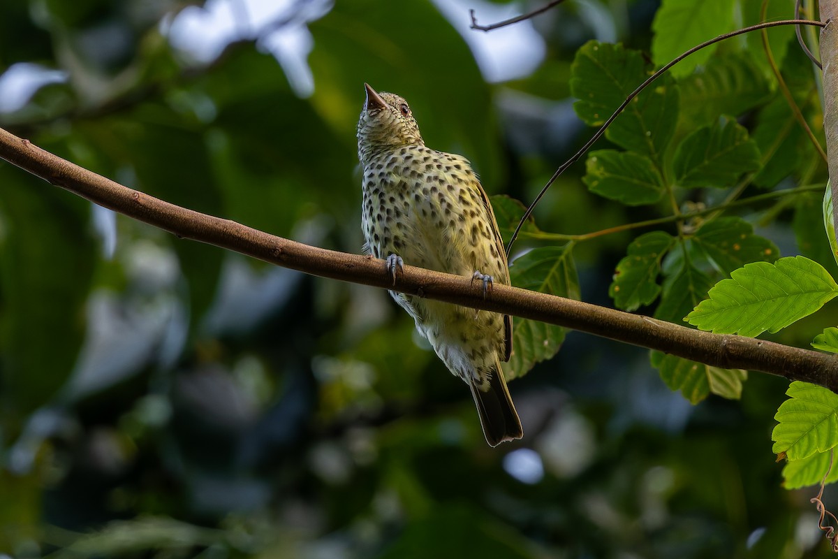 Sharpbill - ML643035427