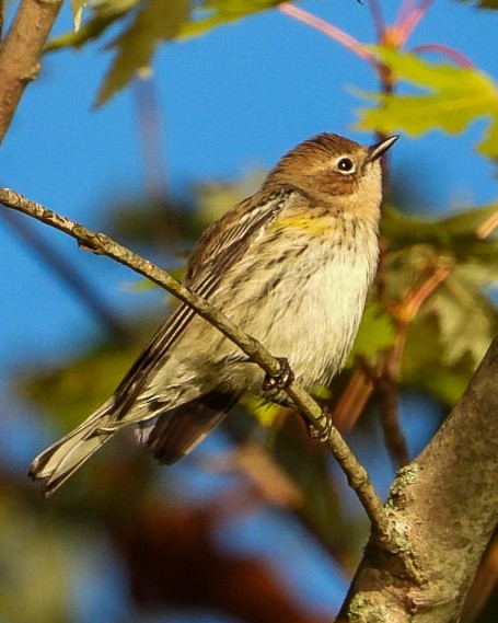 Пісняр-лісовик жовтогузий - ML643035434